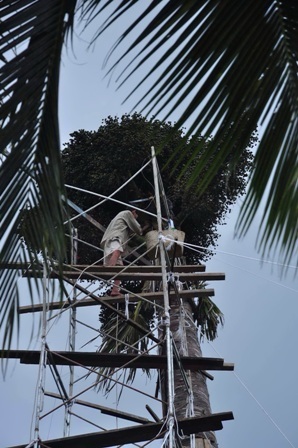 Vĩnh[-]Long:[-]Xôn[-]xao[-]cây[-]"lạ"[-]cho[-]hàng[-]vạn[-]quả